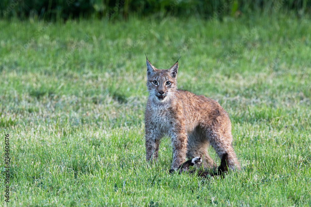 Obraz premium A wild Eurasian lynx holding a cat under its paw and looking into distance on a meadow in Estonia, Northern Europe 