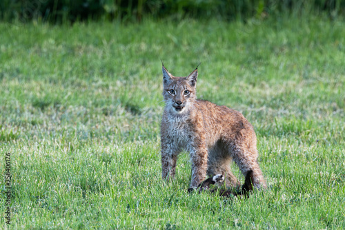 A wild Eurasian lynx holding a cat under its paw and looking into distance on a meadow in Estonia, Northern Europe 