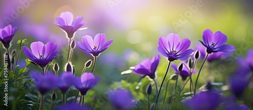 Floral Purple Flowers with Green Blurred Background.
