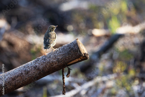 An unfledged juvenile Song thrush standing on a cut tree on a clear-cut area in Estonia, Northern Europe photo