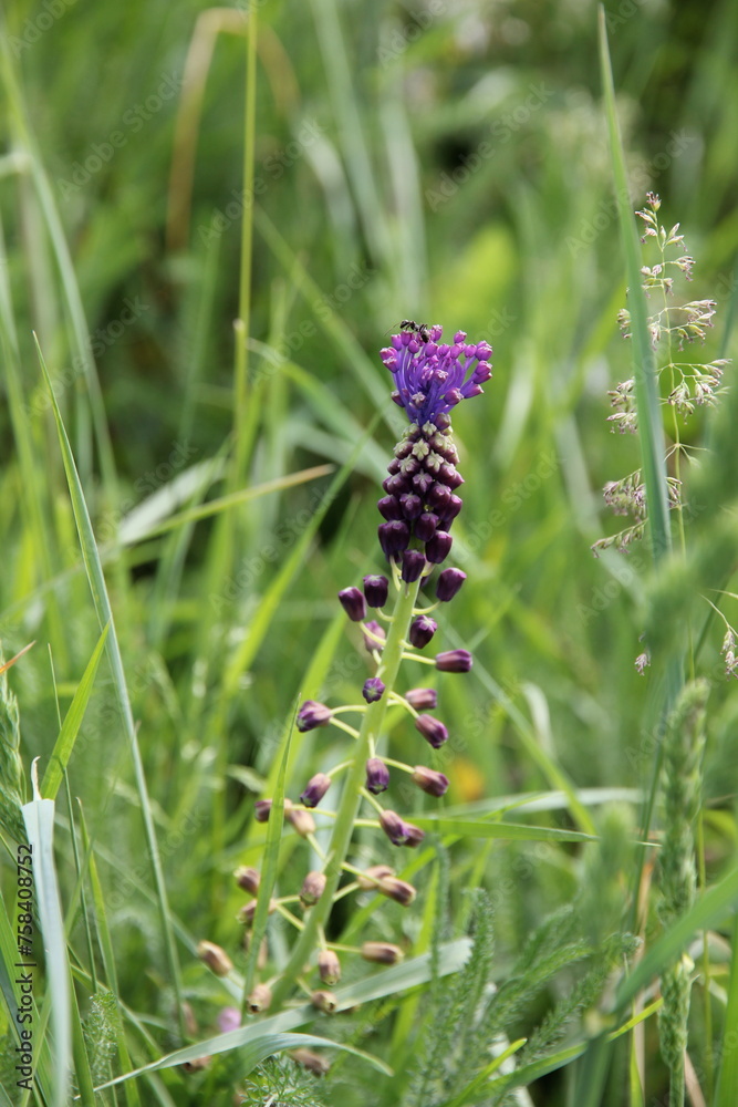 an ant on purple Tassel Hyacinth flowers an ant on purple Tassel Hyacinth flowers