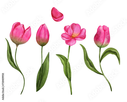 Set of pink tulips with stems and leaves.. Hand drawn watercolor illustration. Isolated on white background.