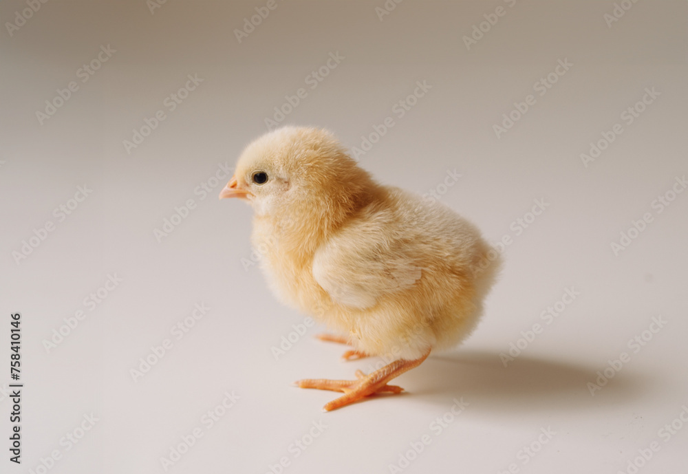 frango de páscoa em um fundo claro frango de páscoa em um fundo claro