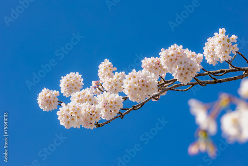 Selective focus a branches of white pink Cherry blossoms on the tree under blue sky  Beautiful Sakura flowers during spring  The flower of trees in Prunus subgenus Cerasus  Nature wallpaper background