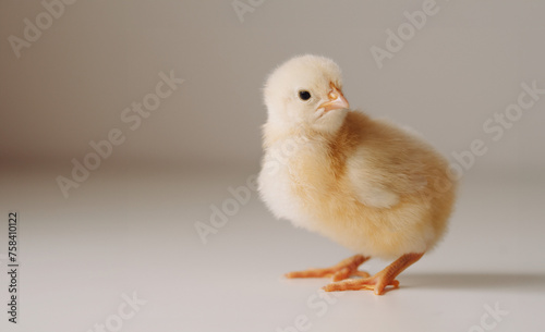 easter chicken on a light background