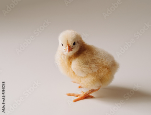 pollo di Pasqua su uno sfondo chiaro photo