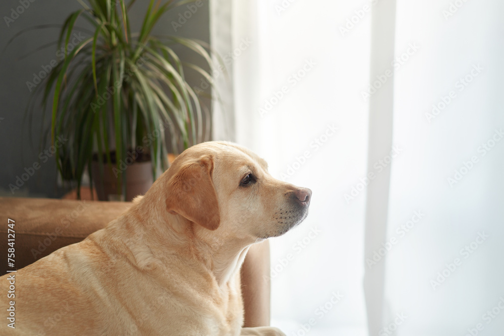 Contemplative dog on a couch, home atmosphere. A pensive yellow Labrador rests on a beige sofa, gazing out of a window in a well-lit living space Contemplative dog on a couch, home atmosphere. A pensive yellow Labrador rests on a beige sofa, gazing out of a window in a well-lit living space
