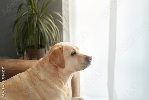 Contemplative dog on a couch, home atmosphere. A pensive yellow Labrador rests on a beige sofa, gazing out of a window in a well-lit living space