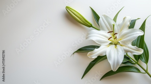 Funeral lily displayed on clean white background with ample space for strategic text placement © Eva