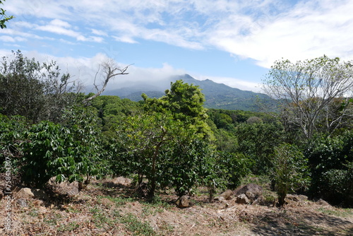 Kaffeeplantage mit Kaffeepflanzen in Boquete in Panama
