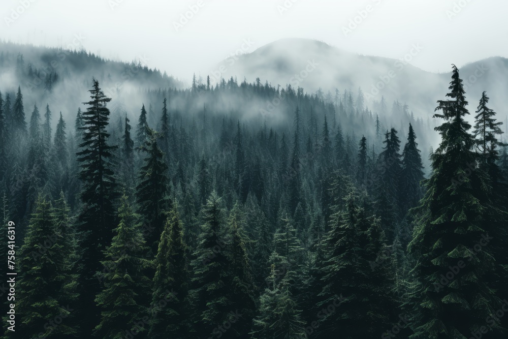 Moody Landscape Photography of Foggy Mountains and Evergreen Forest with Tall Pine Trees in Foreground Setting a Serene Natural Scene for Outdoor Enthusiasts and Travelers - obrazy, fototapety, plakaty 