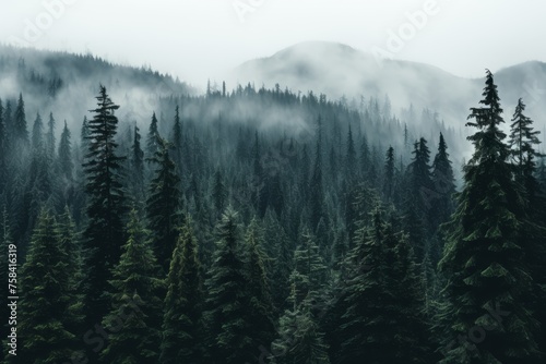 Moody Landscape Photography of Foggy Mountains and Evergreen Forest with Tall Pine Trees in Foreground Setting a Serene Natural Scene for Outdoor Enthusiasts and Travelers © katrin888