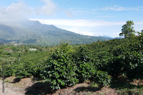 Kaffeeplantage in Bajo Boquete