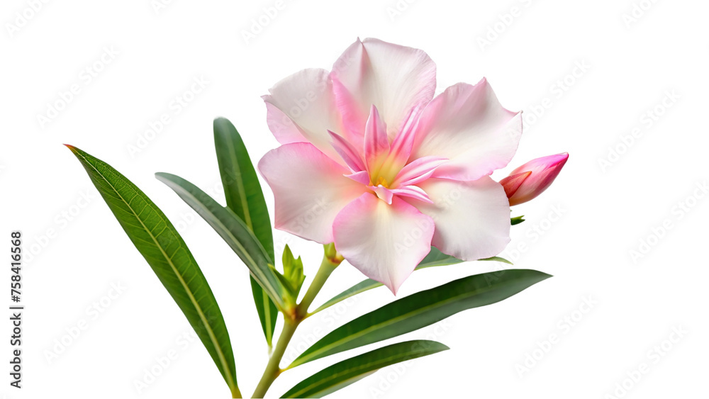 Pink oleander flower isolated on transparent background.