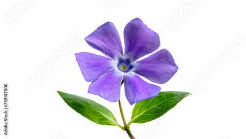 Purple Periwinkle Flower Isolated on Transparent Background.