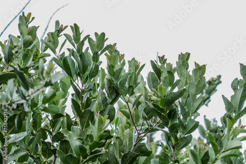 Santalum paniculatum    Iliahi in Hawaiian. Royal Hawaiian Sandalwood.   Pu  u Huluhulu is a volcanic cone and k  puka Island of Hawaii in the State of Hawaii.