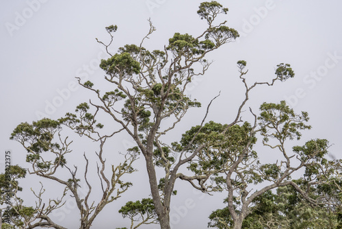 Acacia koa, commonly known as koa, is a species of flowering tree in the family Fabaceae.  Puʻu Huluhulu is a volcanic cone and kīpuka,Island of Hawaii in the State of Hawaii. photo
