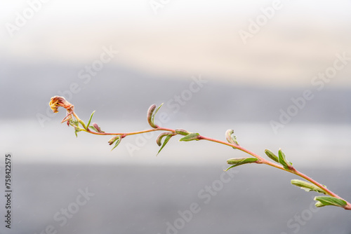 Oenothera strictai, Oenothera is the type genus of the family Onagraceae. Common names include evening primrose,  Puʻu Huluhulu is a volcanic cone and kīpuka,Island of Hawaii in the State of Hawaii.  photo