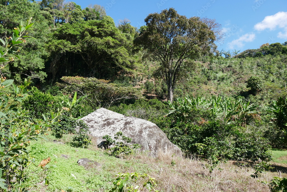 Felsen in Kaffeeplantagen in Boquete in Panama