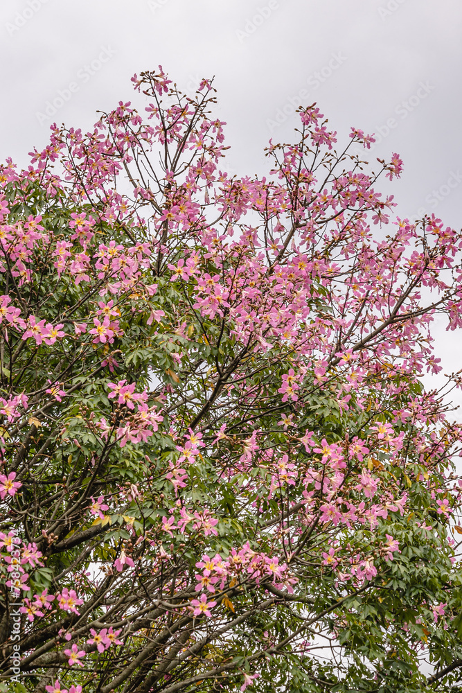 árvore com folhas rosas na cidade de Tiradentes, Estado de Minas Gerais, Brasil