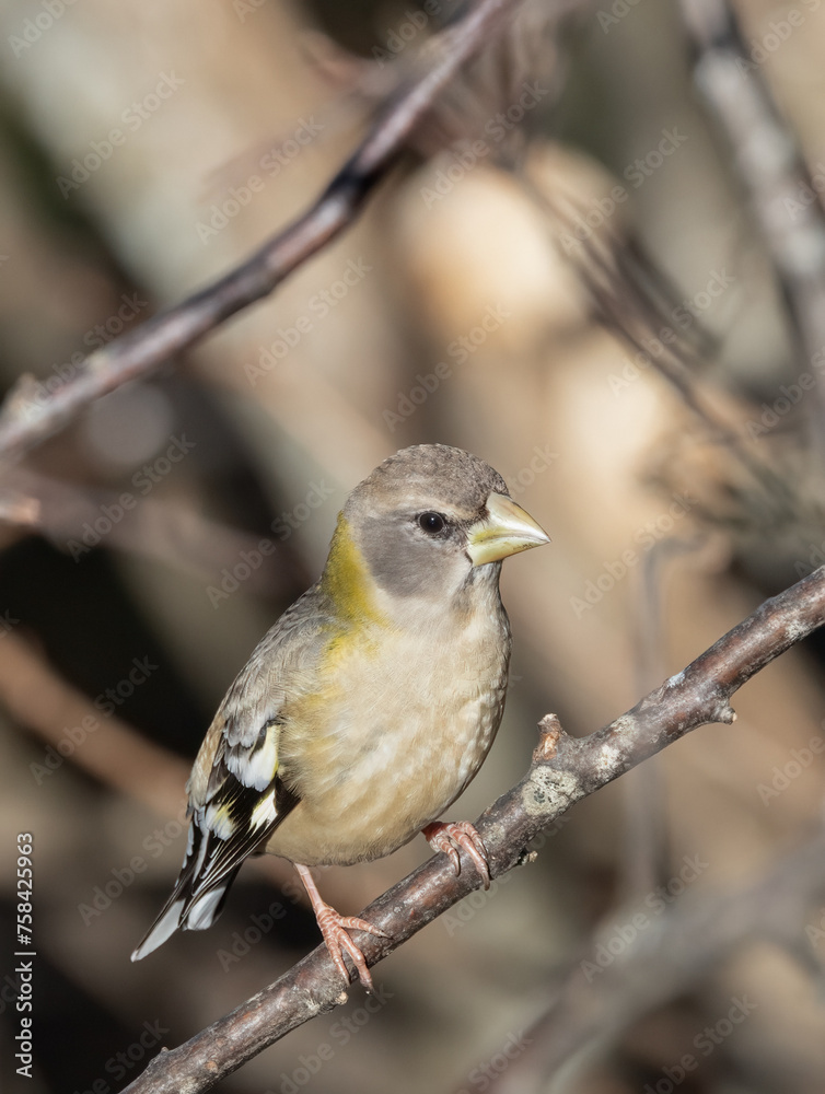 Obraz premium Female or immature male Evening grosbeak closeup in a brown forest in March in Ontario