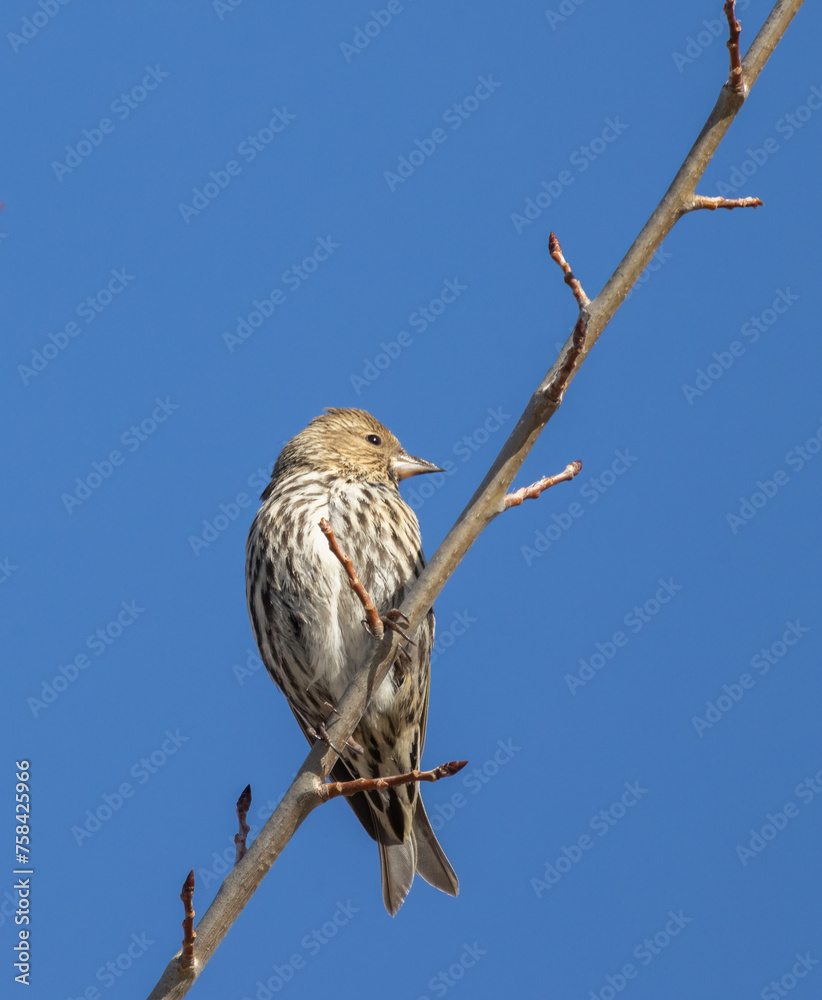 Pine Siskin finch on a bare branch with deep blue sky background Pine Siskin finch on a bare branch with deep blue sky background