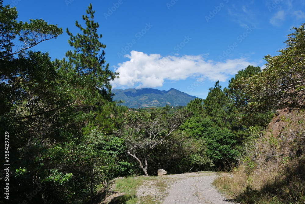 Kiefernwald in Bajo Boquete Berglandschaft in Panama