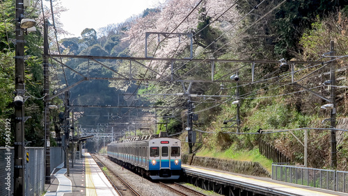 桜が咲く駅に停車した電車