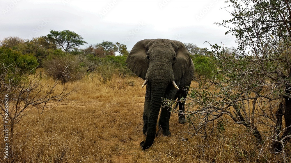 Fototapeta premium Looking at an Elephant