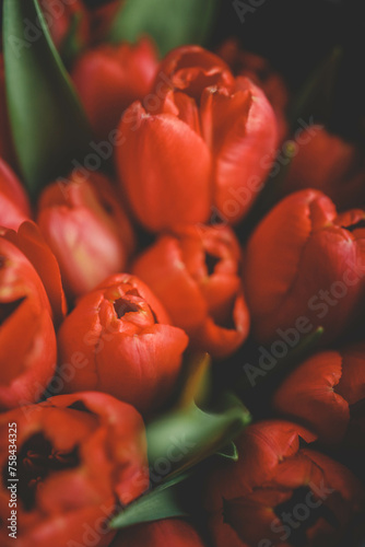 Bouquet of red tulips close-up, background