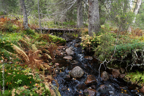 A small creek flowing through a lush and autumnal old-growth forest in Riisitunturi National Park, Northern Finland 