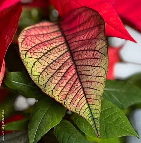 Spring Poinsettia, spring coloring leaf. Venation (venation), also nervature, is a system of vessels (veins) in the leaves of plants connected to the petiole. photo