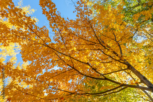 Brilliant fall colors erupt overhead on a warm autumn urban tree canopy