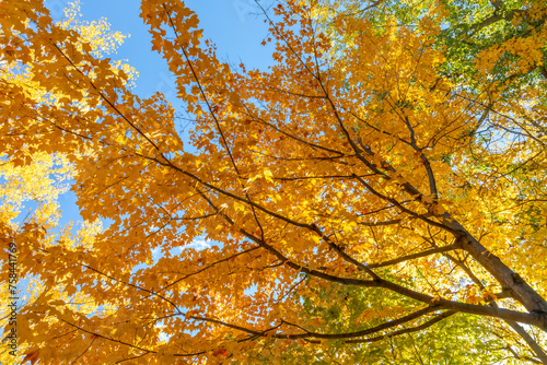 Foto Brilliant fall colors erupt overhead on a warm autumn urban tree canopy