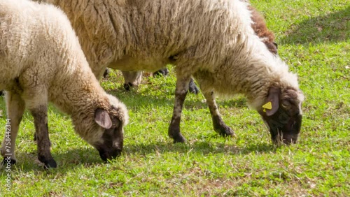 Sheep grazing on green grassy field: wooly domestic animals on pasture - close up. Ewe and lamb on rural farm in the countryside on a sunny day.