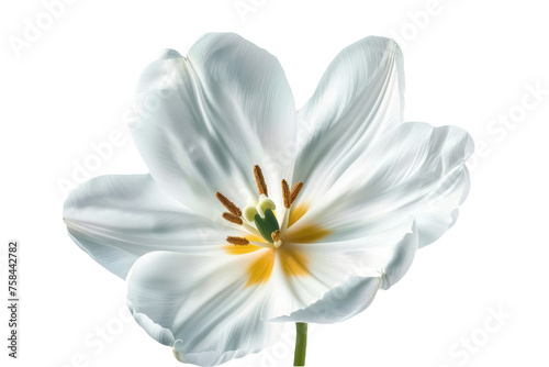 elegant white tulip in soft bloom isolated on transparent background  #758442782