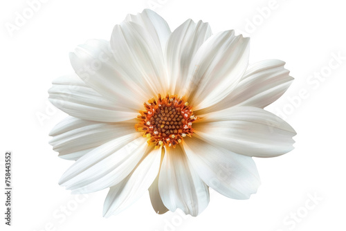 serene daisy elegance isolated on transparent background 