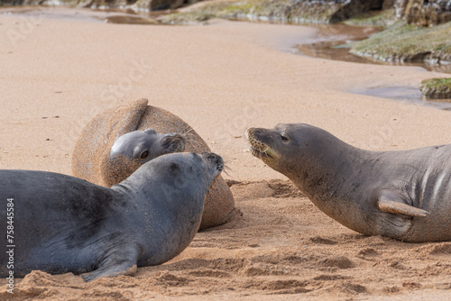 Three monk seals lying on a sandy beach together © Melissa