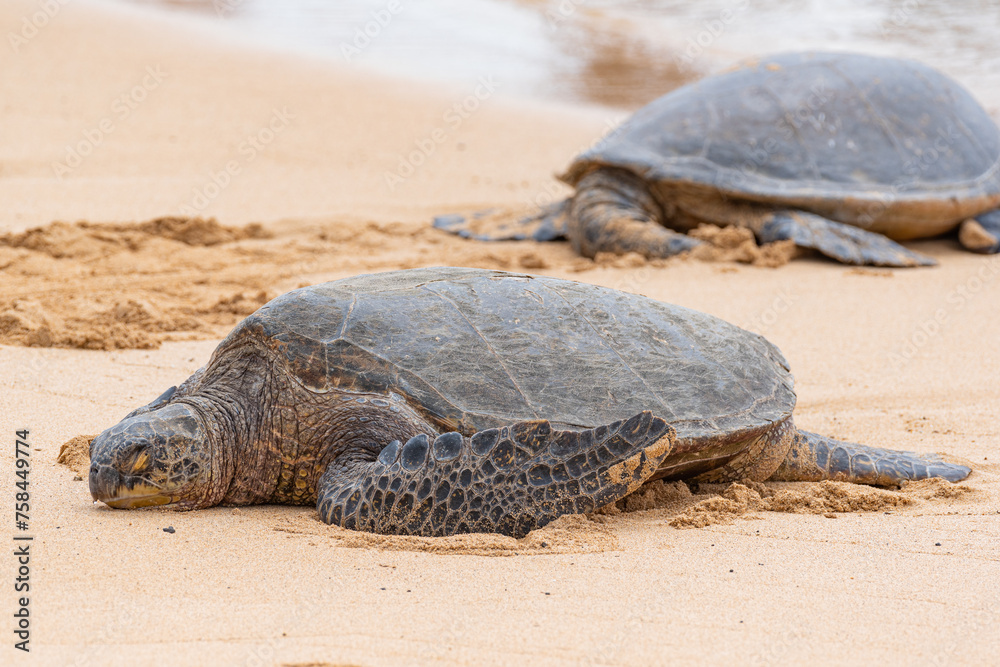 Sea turtles resting on sandy beach by ocean Sea turtles resting on sandy beach by ocean