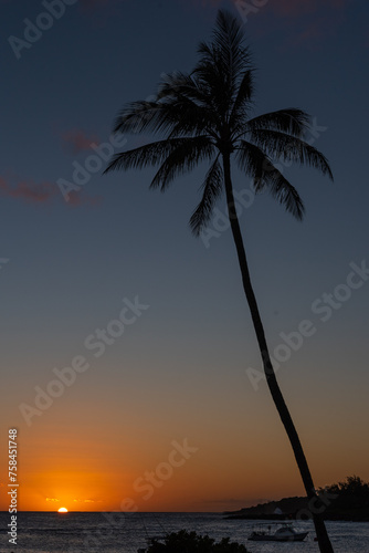 Orange sunset over ocean with single palm tree