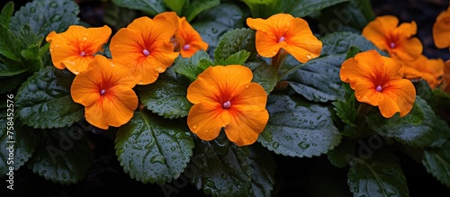A cluster of bright orange flowers bloom on a plant with lush green leaves. This flowering plant belongs to the Gesneriad family and is commonly known as Lantana photo