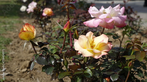 This photo showcases a cluster of pink and yellow roses in full bloom. The roses are surrounded by green leaves  and the sunlight filters through the leaves  casting dappled light on the petals.