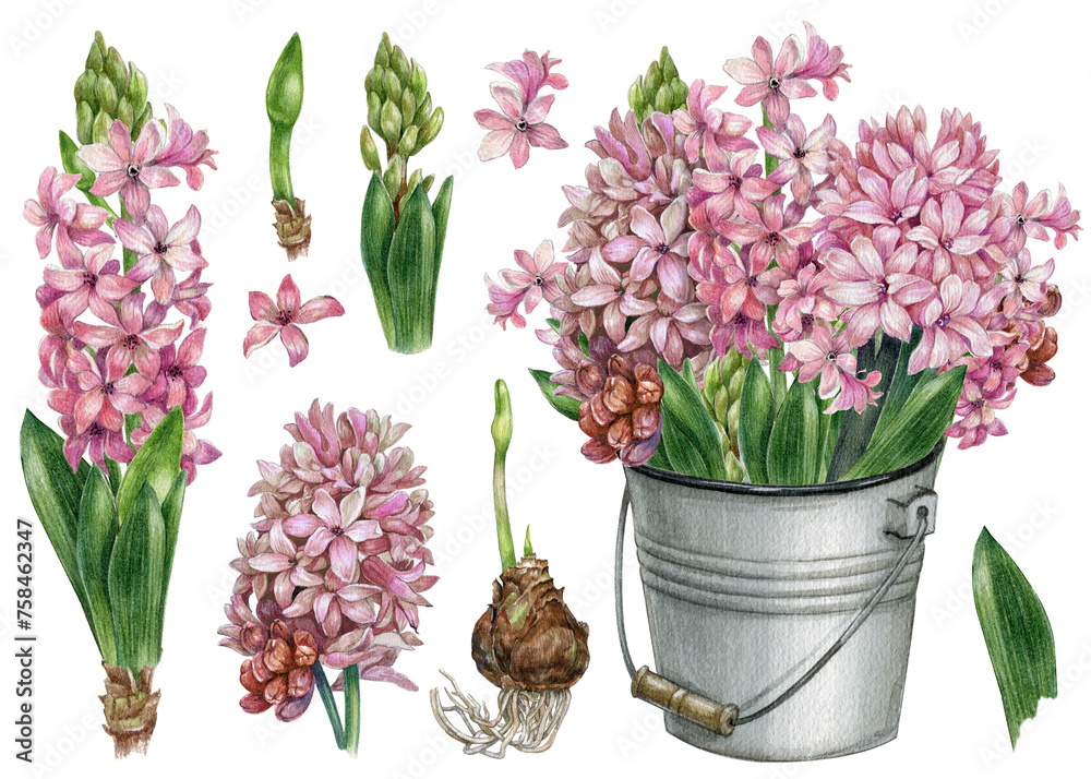 Watercolor pink hyacinth set, realistic hand-painted flower isolated on white background. Botanical style hyacinth bouquet,  hyacinth leaves, branches, bulb and  buds. realistic style, spring garden.
