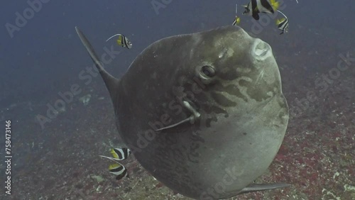 Mola Mola or Sun Fish look at us