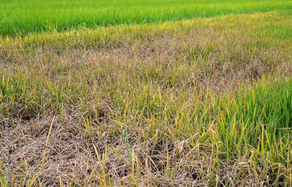 Rice leaf turn into yellow caused of overfertilization. Rice leaf turn into yellow caused of overfertilization.