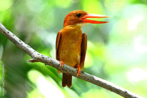 Ruddy Kingfisher