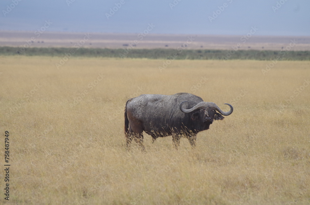 African Buffalo Standing in the Grassland at the End of the Dry Season, Tanzania African Buffalo Standing in the Grassland at the End of the Dry Season, Tanzania