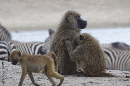 Baboon Family Grooming by the Pond, Tanzania