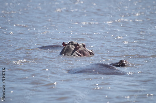 Hippopotamus Swimming in River with Head Above Water at the End of the Dry Season in October, Tanzania, Africa