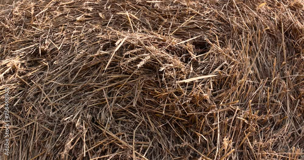 wheat straw collected in stacks after grain harvest, yellow straw from wheat after harvest for sale wheat straw collected in stacks after grain harvest, yellow straw from wheat after harvest for sale